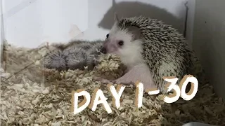 LULU AND HER FIVE HOGLETS