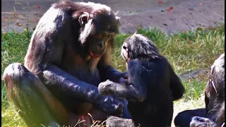 Behavior of Captive Bonobo & Lowland Gorilla Families