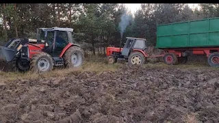 Wtopa w Lesie 🔥🔥2022-- Zakopany Ursus C-360 z przyczepą wyciąga go Massey Ferguson 3065 S !!