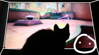 What Video Games Look Like to Cats