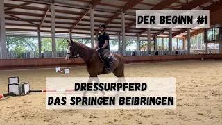 Jungen Pferden das Springen beibringen - erstes Springtraining mit einem  Dressurpferd -  Inleobo