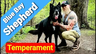 Blue Bay Shepherd Temperament - What's it Like to Own One