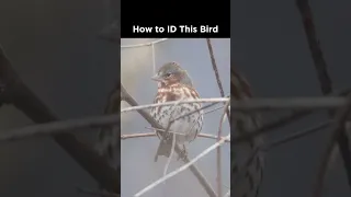 Can you identify this large sparrow?