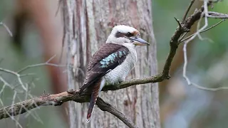 Laughing Kookaburra