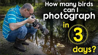 How many birds can I photography in three days?