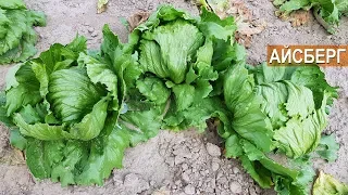 Как выращивать салат Айсберг? КФХ Юрия Коровина, Калининградская область.
