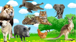Dog, cat, elephant, snake, chicken, Animals sounds, cow, wolf, Cool animals