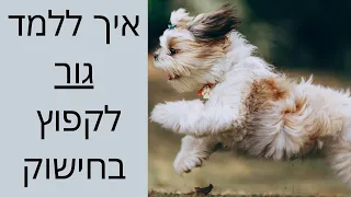 איך ללמד כלב להיכנס בתוך חישוק ולקפוץ מעל משוכה ? |  אילוף כלבים | ללמד כלב לקפוץ בחישוק | טל שלוש