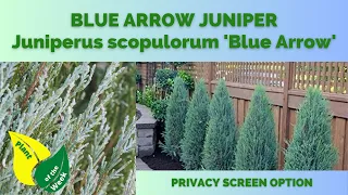 BLUE ARROW JUNIPER | Juniperus scopulorum 'Blue Arrow'