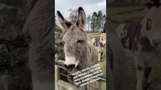 Donkeys and the wind #shorts #donkey