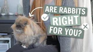 Watch THIS before getting a rabbit 🐰