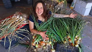 A MASSIVE Garden Haul | Onion and Garlic Harvest for a Year's Worth of Food