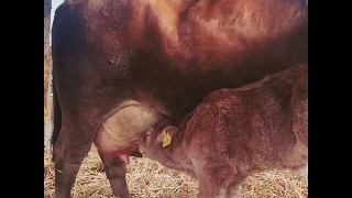 Kuhkalb trinkt bei bei seiner Mutter