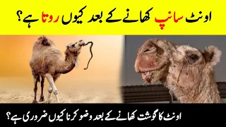 Why Camel Eat Snake? || اونٹ سانپ کیوں کھاتا ہے؟ || Surprising Scientific Facts About Camels 🐫