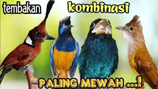 TEMBAKAN  KOMBINASI PALING  MEWAH || cililin - cungkok - jenggot - tengkek buto