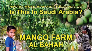 Mango Farm | Al Bahah Mango Farm | ആൽബഹയിലെ മാങ്ങയും | മംഗോ ഫാമും | Saudi Arabia | Jiby George Vlogs