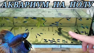 Два аквариума на полу с Петушками. Чистка, уборка