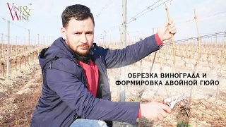 Обрезка винограда и формировка двойной Гюйо / Pruning of vines and double Guyot training