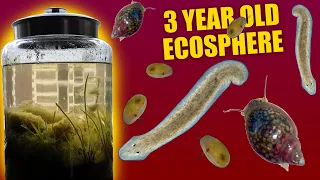 A Three Year Old Self Sufficient Ecosystem? - Spring Ecosphere