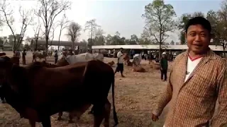 To Play Meeting Cow | village cow power | The smart group meeting summer on the zone,Khmer Thai 2019