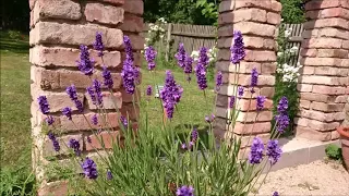 Mulberry garden in flower - June 2018