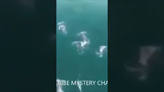 Drone filmed a flock of mermaids - Дрон заснял стаю русалок #shorts