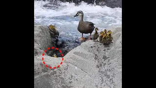 Baby duck in danger