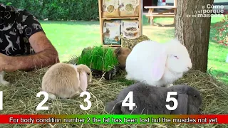 🐰 RABBITS: Is my rabbit to thin or too fat? BCS for rabbits