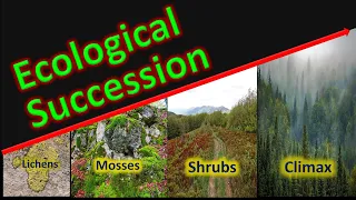 Ecological Succession | Primary & Secondary Succession | Difference