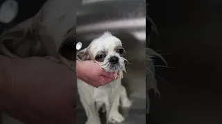 Beautiful Shih Tzu Haircut | Cuteness Guaranteed!