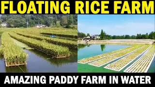 Floating Rice Farm | Floating Paddy Cultivation | Floating Rice / Paddy Field