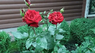 Троянда Блек Баккара чайногібридна ,Мейян #Black #Baccara #мійсад #київ #україна2022