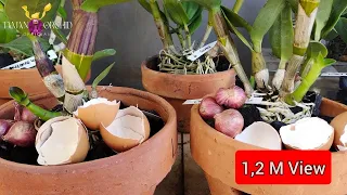 USE THIS WAY TO GROW MORE ORCHID SPOTS AND HEALTHIER ROOTS.