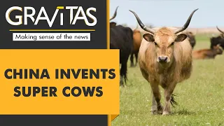 Gravitas: Chinese scientists create 3 'super cows'