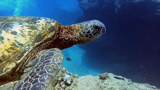 Sheraton Caverns Kauai turtle [watch in 4k for best quality]