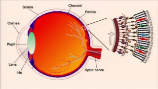 Café Scientifique: Personalized Medicine — Using Skin & Blood Cells to Cure Blindness