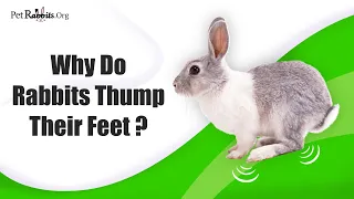 Why Do Rabbits Thump Their Feet?