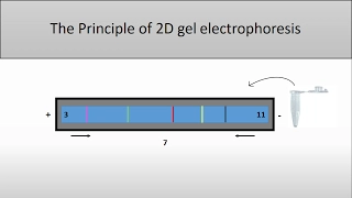 The principle of 2D Gel Electrophoresis/and the isoelectric point