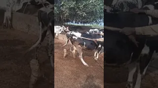 Cow and Cow Bull| crossing Video| Subscribe my channel| info village