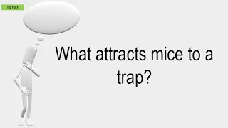 What Attracts Mice To A Trap?