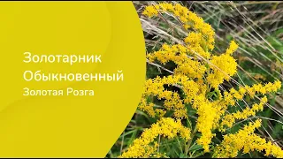 Золотарник Обыкновенный.  Золотая Розга.