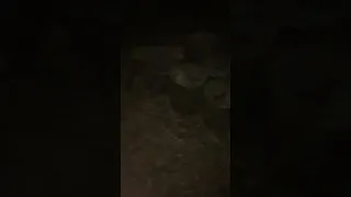 PROOF BIGFOOT EXISTS (ULTRA RARE FOOTAGE)Bigfoot Sighting In West Virginia Near KKK Meetup