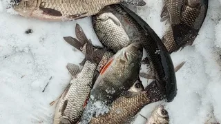 зимняя рыбалка на карася в мелком ручье