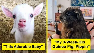 The Cutest Baby Animals To Ever Bless The Internet (New Pics) || Funny Daily