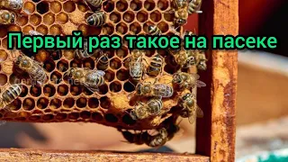 ТИХАЯ СМЕНА МАТКИ? | МОЖЕТ РОЕНИЕ ?