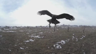 Хотите полетать как беркут? Смотрите это видео в 360° (4К)!