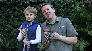 Walkabout Kids - Aussie Blue Tongue Lizards