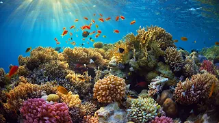 Egypt - Hurghada (Red sea corals snorkeling,Orange bay island)