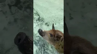 Feeding the Swimming pigs Harbour Island Bahamas