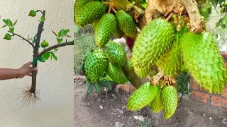 Amazing skill Grafting Soursop tree Growing Fast Use Aloe Vera